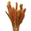 Dried Cantal Grass Bunches - Orange Set of 6