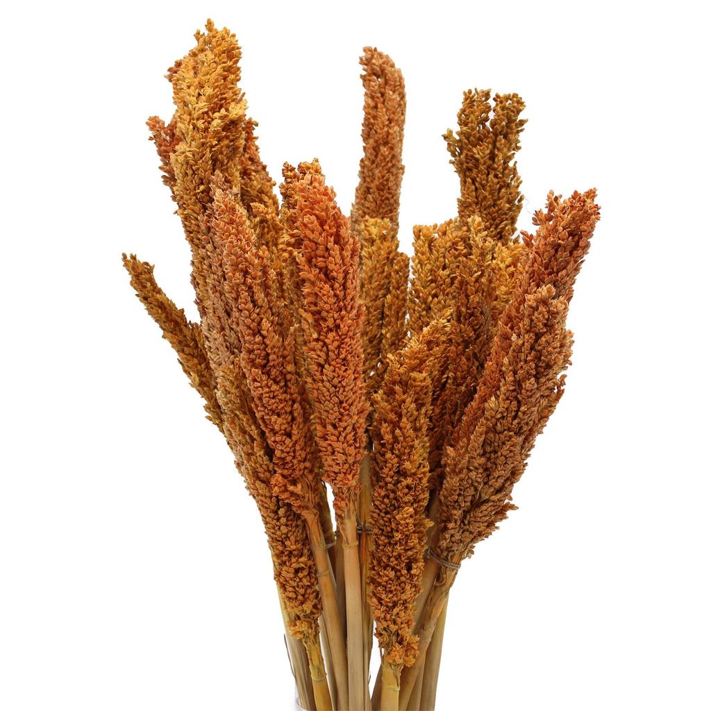 Dried Cantal Grass Bunches - Orange Set of 6