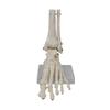 Adult 1:1 Ankle Joint & Foot Skeleton Model