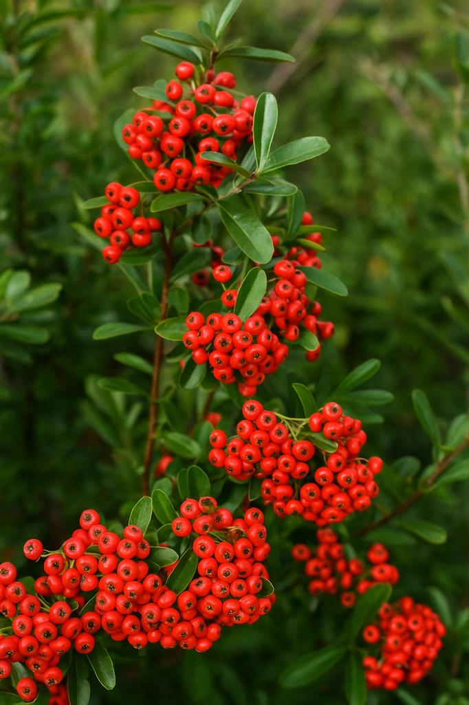 30 Seeds of Burning Bush (Pyracantha Coccinea)