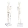 45CM Mini Skeleton Model PVC Human Body Bone Structure with Movable Arms Legs and Stand