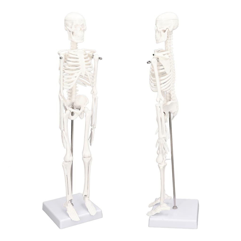 45CM Mini Skeleton Model PVC Human Body Bone Structure with Movable Arms Legs and Stand