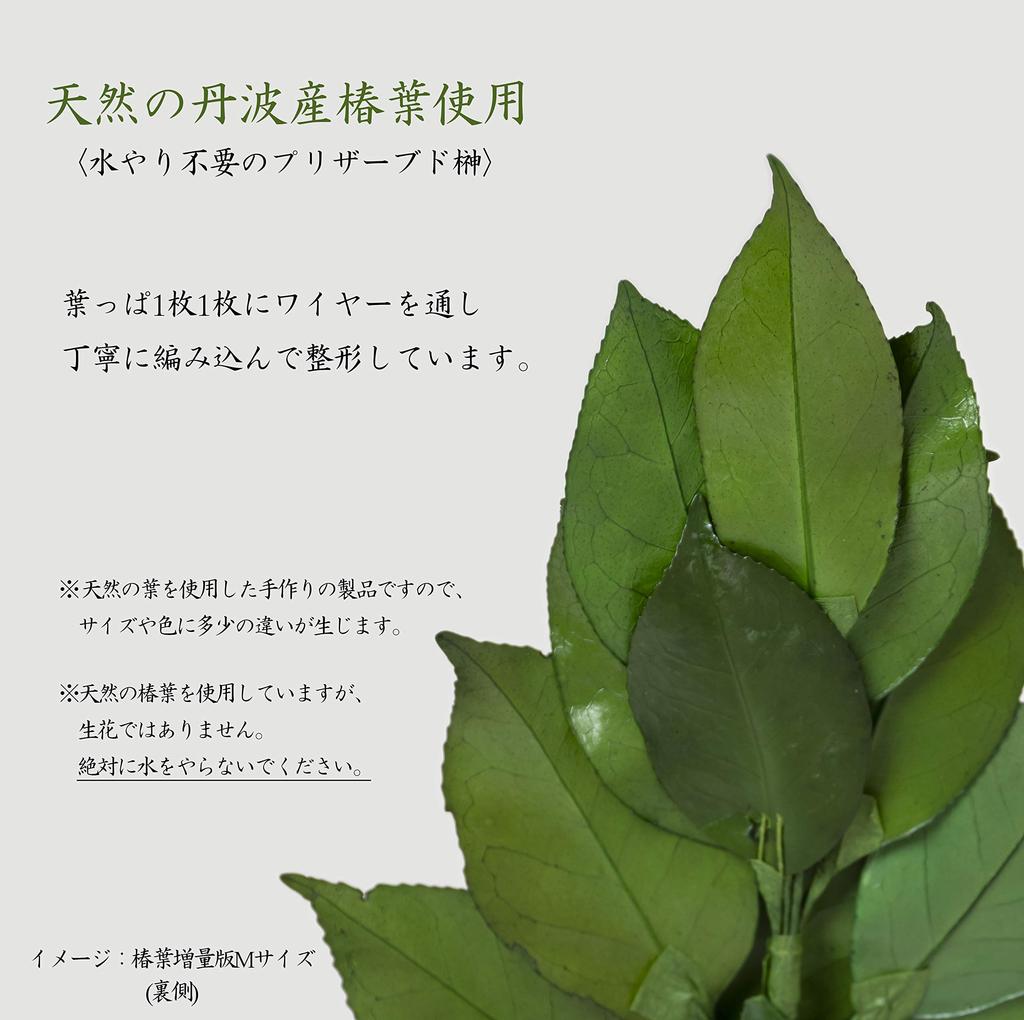 A&K Premium Preserved Sakaki Trees, Medium (1 Pair), Made in Japan, MKS-04M