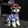 Lightweight Striped Pet Dog Shirt Small Breeds Snowshoe Bichon Schnauzer Breathable Two-Legged Outfit