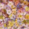 Natural Flower 3D Nail Art Decorations Manicure Accessories DIY Nail Decals Nail Art Dried Flower