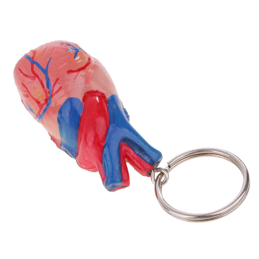 2 Stück Menschliches Herz Schlüsselanhänger Mini Modell Skelett Bewegliches Gelenk PVC Material Geeignet für
