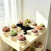 Dinosaur Planter Durable 3D Printed Plastic Pot for Cacti Herbs Succulents Indoor Outdoor Garden Patio Decor