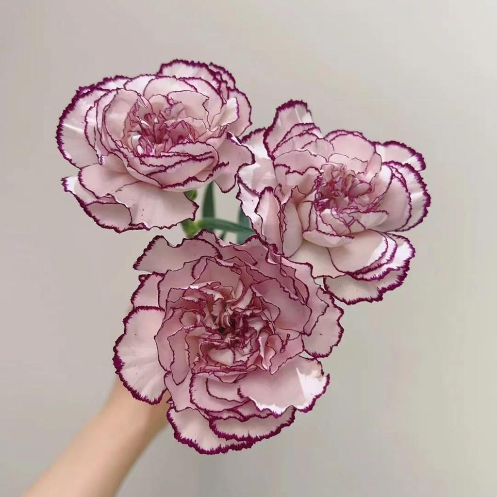 Carnation Fresh Cut Flowers for Teacher's Day, Women's Day, Family Arrangements, and Goddess Day Gifts.