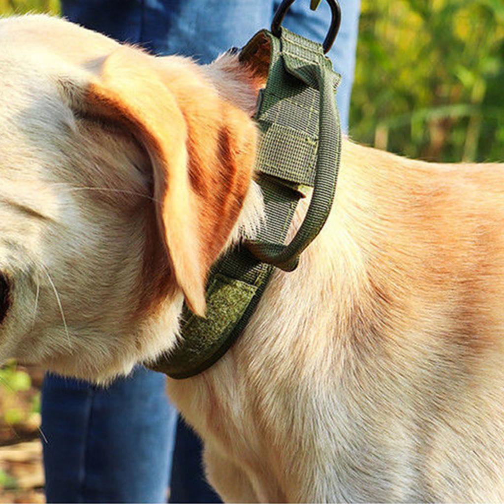 Outdoor-Trainingsstrategien für große Outdoor-Hunde Hunde Haustierhalsband
