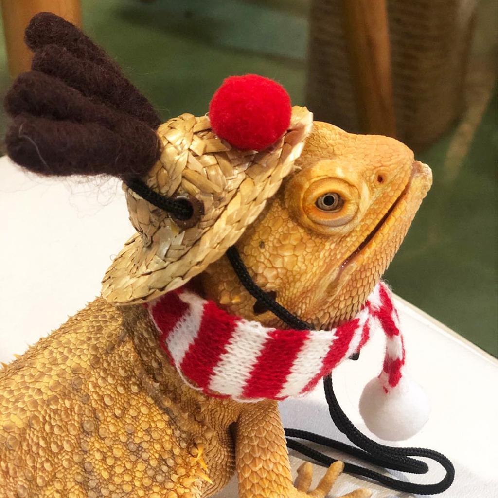 Bearded Dragon Santa Hat Cute Soft Scarf Size Bright Colors Santa Hat with Scarf