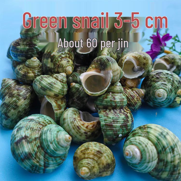 Conch Shells & Starfish for Hermit Crabs: Aquarium Decor & Drift Bottle Accessories