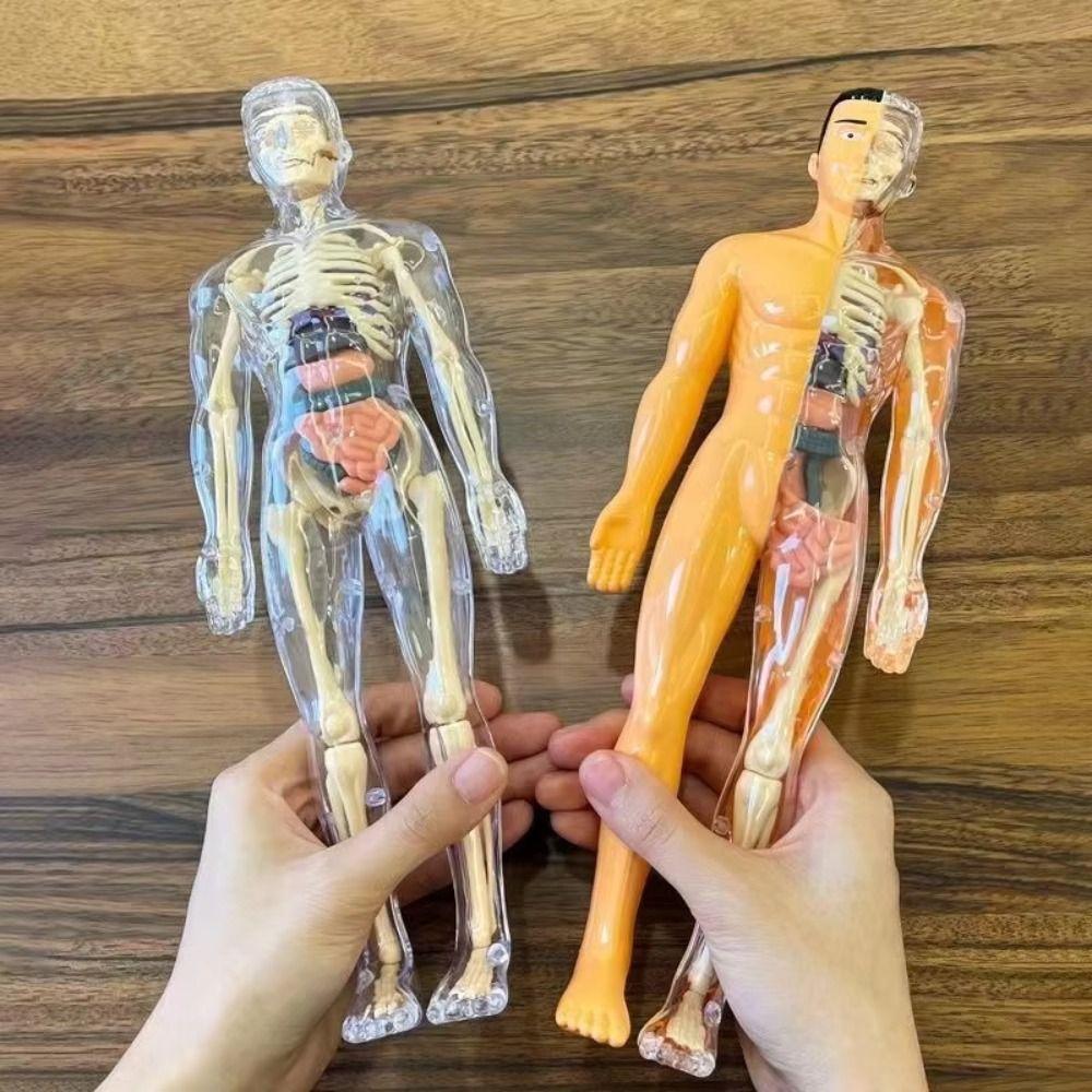 DIY Mannequin Science Cognitive Puzzle Toy Transparent Kid Skeleton Model  Kids Toys