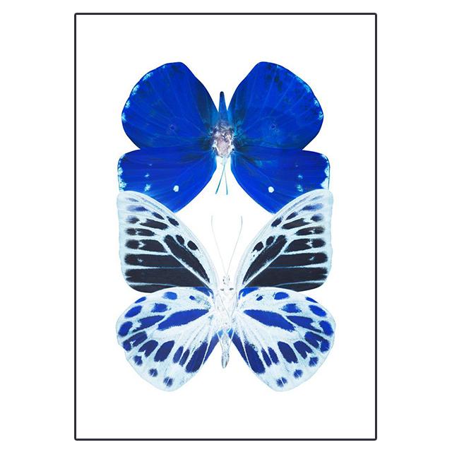 

Realistic Blue And White Butterfly Specimen Prints Poster Canvas Painting Modern Wall Art Picture Living Room Bedroom Home Decor 21x30cm No Framed