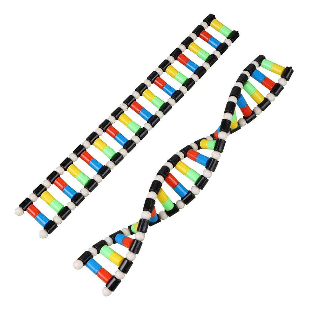 DNA model Double helix structure model DNA model Biological science popularization DNA assembly teaching materials