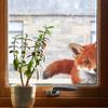 Cute Peeking Red Fox Big Tail Static Cling Wall Sticker for Bedroom Home Decor