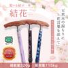 Habilis Women's Folding Walking Stick - Lightweight, Stylish, Suitable for Elderly and Care Users - SG Mark Certified - Wooden Walking Aid - Solid Ros