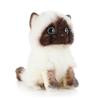 Cute Ragdoll Cat Plush Stuffed Animal Toys