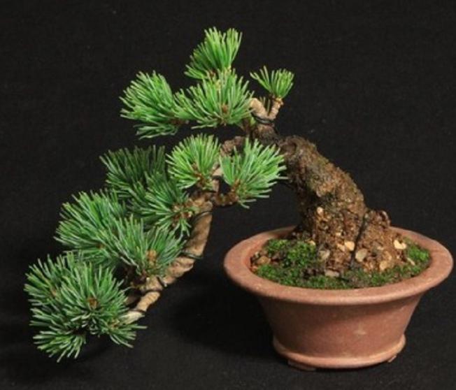 20pcs japonais White Pine Pinus parviflora Arbre Vert Plante Bonsai Graines Accueil