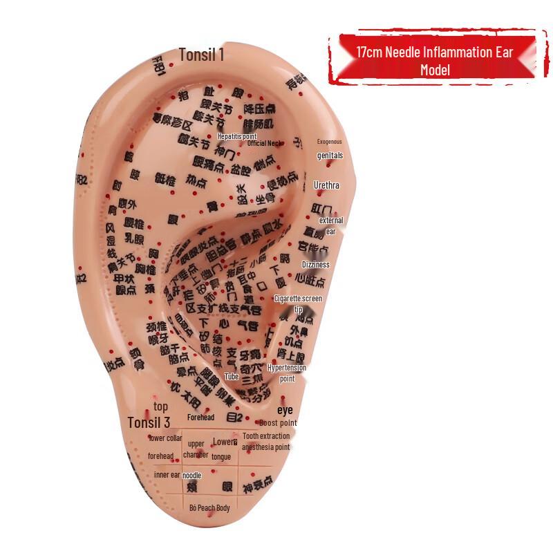 Acupuncture Hand Foot Ear Acupoint Teaching Model 17cm
