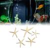 Fish Tank Starfish Decor Unique Beautiful Starfish Ornament Set for Home Aquarium DIY Photo Frame