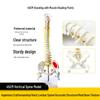 Adult 1:1 Human Spine Model for Chiropractic Practice - Cervical, Lumbar, and Skeleton Display