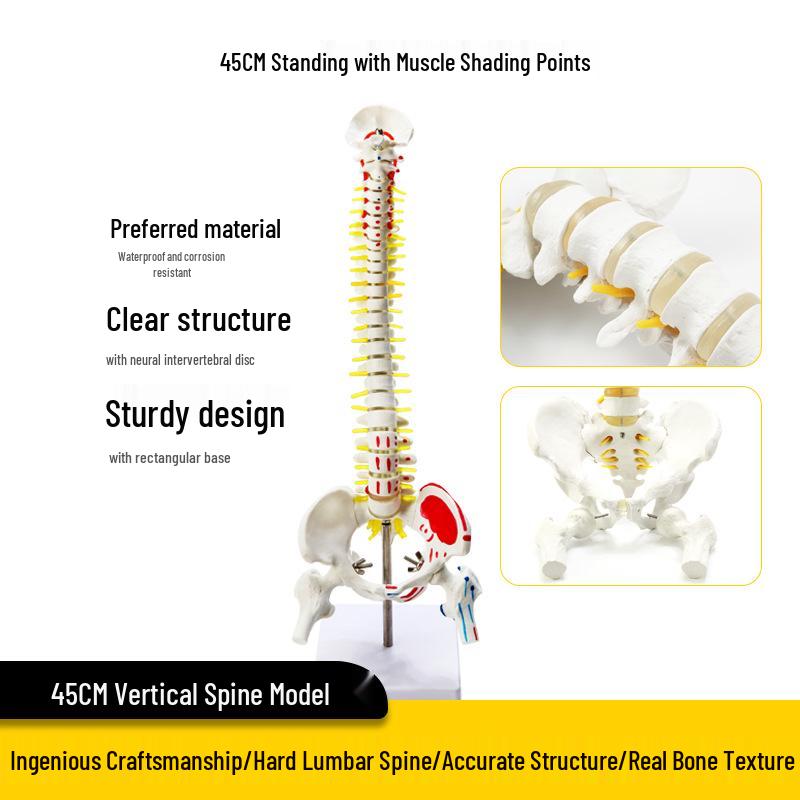 Adult 1:1 Human Spine Model for Chiropractic Practice - Cervical, Lumbar, and Skeleton Display
