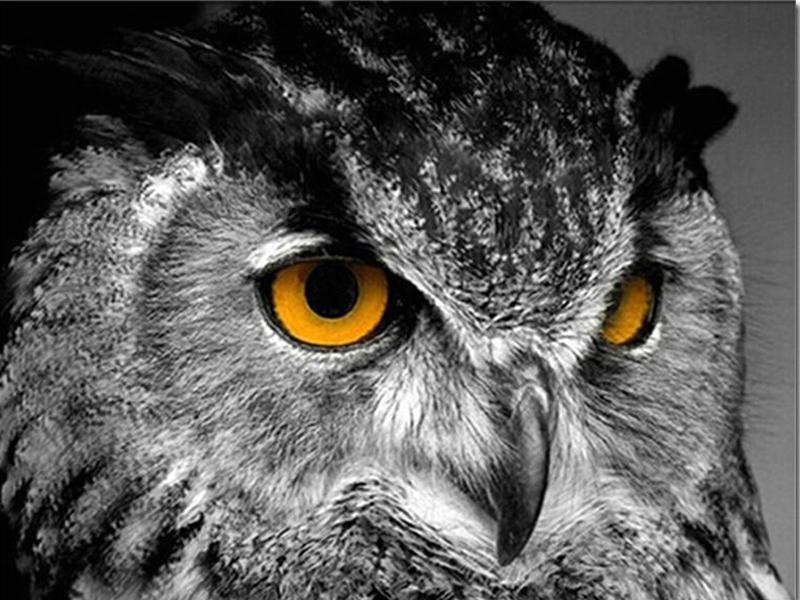 40x50cm Coloring By Number Elf Girl Cartoon Drawing On Canvas Hand Painted Decoration Picture Tiger DIY Christmas Gift