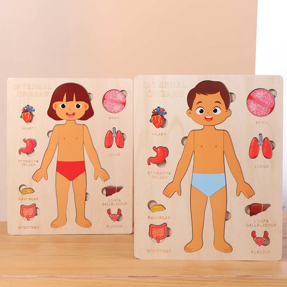 Multi-Layer Body Structure Puzzle Boys Girls Educational Anatomy Jigsaw  Children Kids
