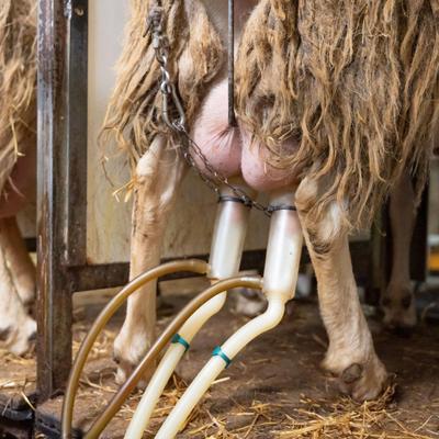 Manual Milking Machine Stainless Steel Goat Sheep Milker Cow Vacuum Pumps for Sheep and Cows