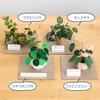 Gintopia Kit di Carta per Paesaggi Carta Artigianato per Piante in Carta Miniature Fatte a Mano con Custodia Acrilica per Adulti, (Monstera adansonii)