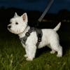 Pet Harness and Leash Set Reflective Walking Puppy Vest Chest Strap For Small Dogs Cats Breathable Outdoor Harnesses With D-Ring