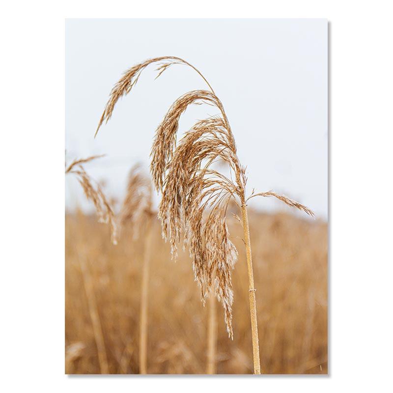 Nordic Posters Reed Dandelion Dolphin Sea Beach Flower Wall Art Canvas Painting And Prints Wall Pictures For Living Room Decor