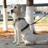 Reflective Dog Chest Strap Comfortable Dog Leash Lightweight Anti-Pull Dog Harness  Daily Walks