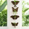 Wooden Hydroponic Planter Shelf Home Ornaments Wall Decoration Planter Holder  Garden Decor
