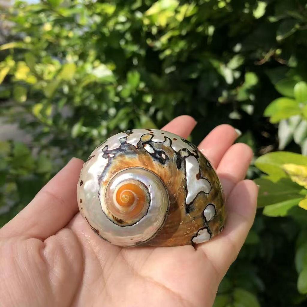 Natural Conch Seashells for Hermit Crabs - Free Shipping, Aquarium Decorations, Water Hardness Regulator