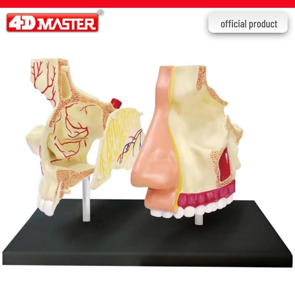 4D Knee Joint Ligament Anatomy Model for Medical Teaching
