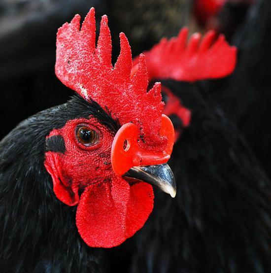 Verdickte Anti-Pick-Hühnerbrillen mit Löchern - Keine Stifte erforderlich