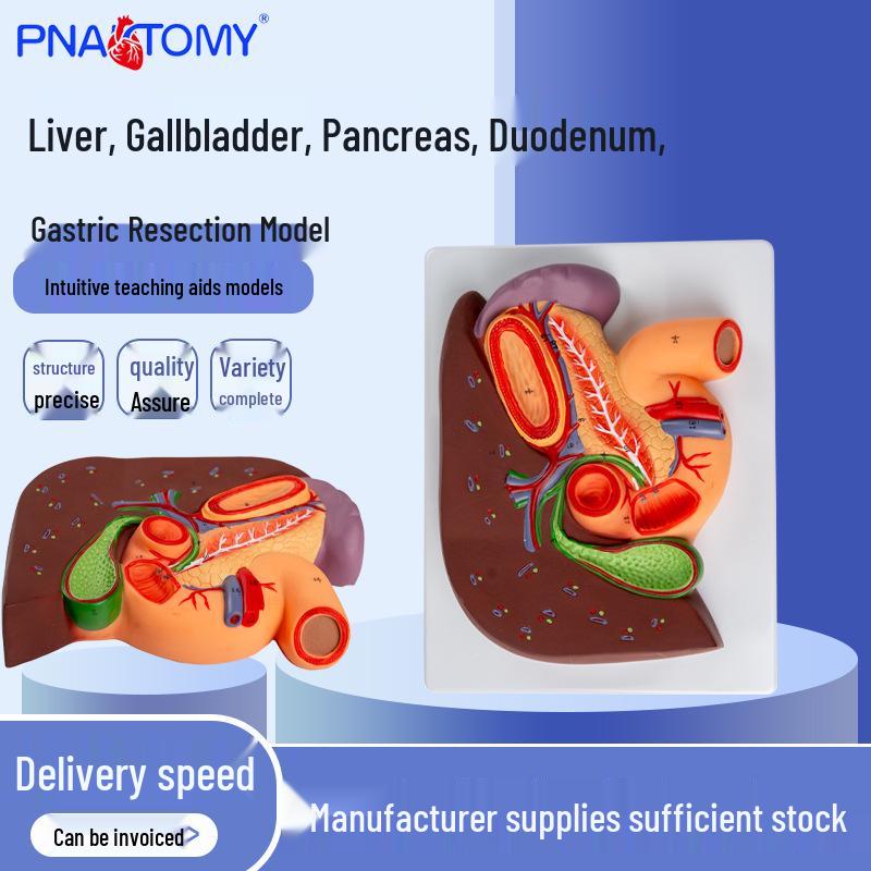 Liver, Gallbladder, Pancreas, Duodenum, and Stomach Cross-Section Anatomy Model 25x18x6.5 cm