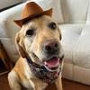 Pet Hat Cat Cowboy Hat Funny Retro Adjustable Cowboy Hat for Dogs Cats Pet Photo Prop Halloween Decor Cat Accessories