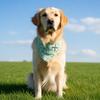 Köpek Bandana Yaka, D Halkalı Paisley Desenli Köpek Bandanası, Bağlamasız Ayarlanabilir Şık Bandana Yaka Küçük Orta Büyük Köpekler İçin
