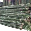 Bamboo Poles for Gardening and Fencing