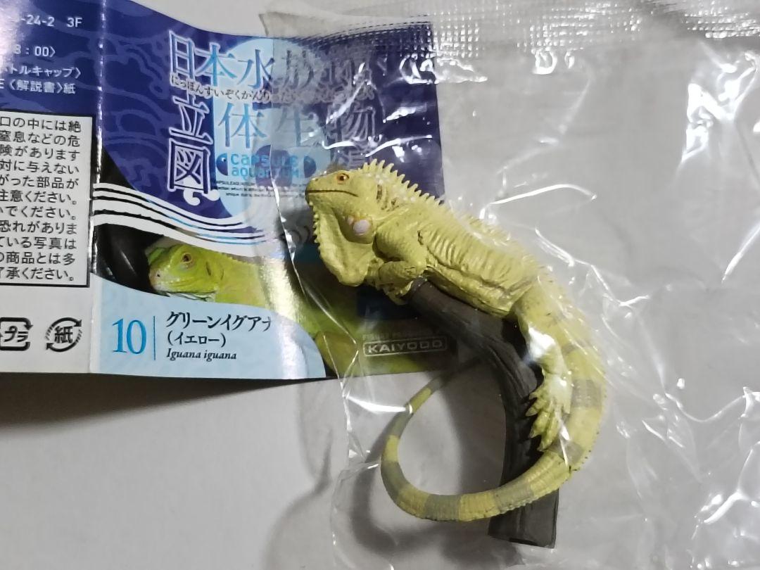 

[USED] Rare Green Iguana (Yellow) Japan Aquarium 3D Biological Catalog Volume 6