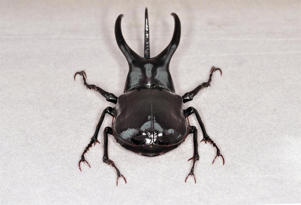 BACALYSO Nirvana Mohrenkamp Beetle Magnetic Refrigerator Realistic Adult Illustrated Plastic Model Finished Figurine Figure, Ornament, Beetle,