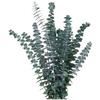 Eucalyptus Leaves Eucalyptus Leaves Home Decoration Ornaments Nordic Style Soft Decoration With Eucalyptus Leaves