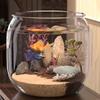 Plastic Ecological Tank Ultra Clear Creative Landscape Fish Tank Anti-broken Transparent Fish Bowl Living Room