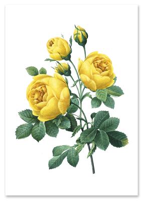 Yellow Rose Vintage Poster