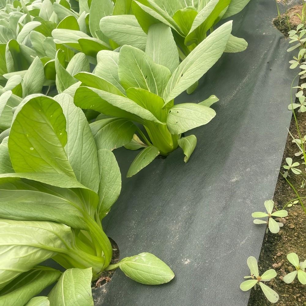 Double Layer Perforated Grass Proof Cloth Biodegradable Weed Control Ground Cover Courtyards
