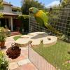 Bird Cage Perch Wood Parrot Platform Stand Monstera Leaf Flat Bird Perch with Pinecone for Cockatiels Conures African Greys Chewing Resting Nail