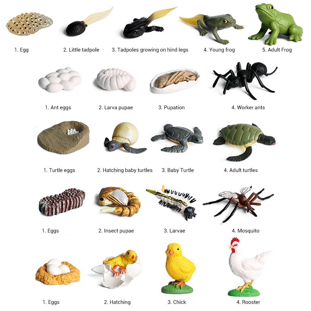 Modelo de Animal de Simulação Crianças Mini Animal Galo Formiga Sapo Tartaruga Mosquito Ciclo de Crescimento Figuras de Ação em PVC Boneca Brinquedo para