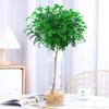 Hydroponic Fragrant Wood Indoor Plant | Insect & Mosquito Repellent | Evergreen Year-Round Desktop Decor